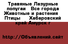 Травяные Лазурные попугаи - Все города Животные и растения » Птицы   . Хабаровский край,Амурск г.